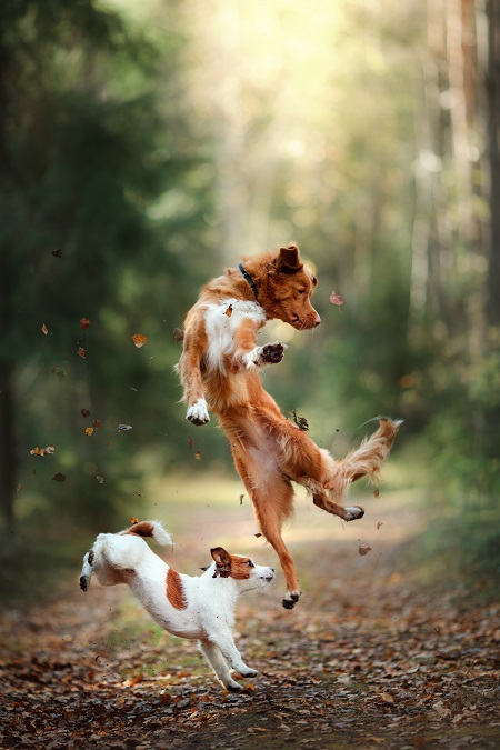 dogs jumping